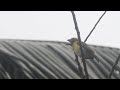 Mesmerizing Weaver Bird Calls: Nature's Melodic Symphony