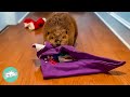 Wild Beaver Builds A Christmas Dam In Woman's Home | Cuddle Buddies