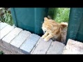 Chitti Vs Garfield.wmv