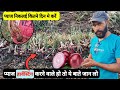 Pyaj Harvesting kb kre | प्याज निकालने मे इन बातो रखना ध्यान | #pyaj #pyajharvesting