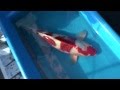 Goromo Takigawa 73cm Female - KoiAqua