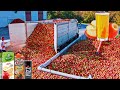 How APPLE JUICE is Made IN FACTORIES | Modern Fruit Juice Making Technology