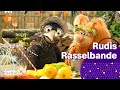 Tag der Ottonade (Mini) - Rudis Rasselbande | ZDFchen