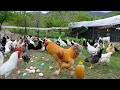 Raising Chickens Naturally for Eggs \u0026 Meat - Collecting Wild Chicken Eggs - Organic Poultry Farming