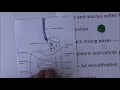 Digestive System, Mecahnical and chemical digestion, Absorption full lecture