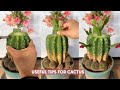 How to Graft Cactus for Beginners | Step-by-Step Tutorial
