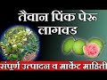 तैवान पिंक पेरू लागवड || एकरी वार्षिक 25 लाखांच उत्पन्न खरंच मिळत का? / taiwan pink guava farming