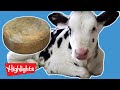 How Cheese Is Made! | Ever Wonder? | Highlights Kids