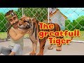 The Grateful Tiger | Moral Stories for Kids in English | Infobells