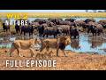 TANZANIA LIONS: Ultimate Battles for Survival (Full Episode) | Nature animal documentary