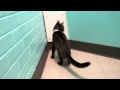 Meet Cappacino a Domestic Shorthair currently available for adoption at Petango.com! 5/5/2012 4:56:2
