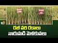 Rabi Paddy Varieties - Narumadi Melakuvala | రబీ వరి రకాలు - నారుమడి మెళకువలు | Matti Manishi | 10TV