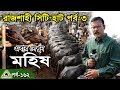 krishi,162 কৃষি চিত্র, এবার দেখুন রাজশাহী সিটি হাটের মহিষ, Now see Rajshahi City Hat buffalo,