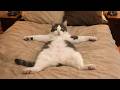 Silliest CATS on the Earth 😂 Funniest Cat Videos 2026
