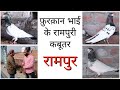 फ़ुरक़ान भाई के रामपुरी कबूतर (रामपुर) @TheHomeSanctuary