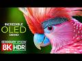 Visual Brilliance Unleashed — Dolby Vision in 8K HDR 60fps