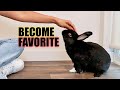 How Rabbits Choose Their Favorite Person