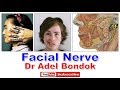 Facial Nerve, Dr Adel Bondok