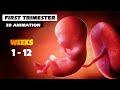 First Trimester - Pregnancy Journey | 3D Animation
