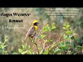 Baya Weaver Sound - Baya Weaver Calls - Baya Weaver Noise - Baya Weaver Bird Sound / Babui Pakhi