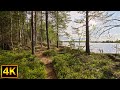 Virtual forest trail walk in beautiful Sweden - 4K Nature Walk Slow TV