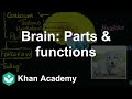 Brain: Parts \u0026 functions | Control \u0026 Coordination | Class 10 | Biology | Khan Academy