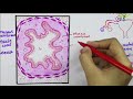Histology of Fallopian Tubes \\ Uterine Tube