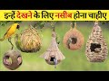 ताजमहल भी फेल है इस घोंसले के सामने | 5 Most Beautiful Bird Nests in the World | Amazing Facts