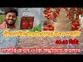গ্রীষ্মকালীন টমেটো বীজ এর নার্সারি কিভাবে করলাম seminis ka ansal tamato variya nursary process