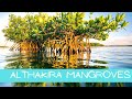 Al Thakira Mangroves End-Beach Qatar | Thakira Beach | Al Thakira Mangroves | Mr n Mrs Vloggies