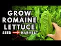 How I Grow Romaine Lettuce That Stays Crisp