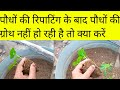 सब्जियों के छोटेपौधों में ग्रोथ नहीं हो रही,क्या करें/vegetables plants Growth Stunned/Gardeningtips