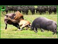 165 Horrific Moments When Deadly Horns Crush Predators | Animal Fight