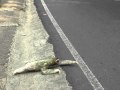Three-toed sloth crossing the road in Costa Rica