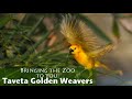 Bringing the Zoo to You: Taveta Golden Weavers