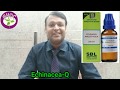 Homeopathic Medicine Echinacea Benefit by Dr Ashwini Kumar Goel