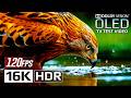 Ultra Clarity 16K HDR 120fps Dolby Vision - See the World Like Never Before