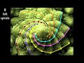 Phyllotaxis in a broccoflower