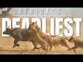 Africa’s Deadliest: Migration Rute | Animal planet in hindi | Lion Documentary | National Geographic