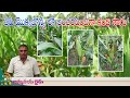తీపి మొక్కజొన్న లో అంతరపంటగా కంది సాగు || శ్రీ తనుబొద్ది సాంబశివా రెడ్డి,