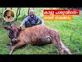 കാട്ടു പശു വേട്ട|WILD COW|NEW ZEALAND WILD LIFE|