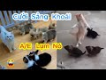 Những pha hành động hài hước của thú cưng - Video chó mèo động vật phần 9