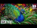 Majestic 16K OLED TEST HDR 120 FPS | Dolby Vision (8K/4K Video TV)