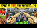 फैक्ट्री में काजू कैसे बनता है ? | Kaju Kaise Banta Hai | How Cashew Nuts Are Made