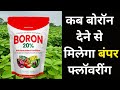 कब बोरॅान देने से मिलेगा बंपर फ्लॅावरींग । Boron