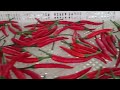Minimum Chili Drying Machine Small Scale Drying Machine 15 Trays Dryer