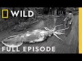 Hunt for the Giant Squid | SPECIAL | Nat Geo Animals