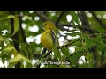 Common iora || Song Bird of India || सुभग पक्षी
