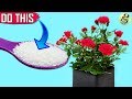 GARDEN SECRETS TO GET 500% MORE FLOWERS | 10 Surefire Ways to Boost Blooms