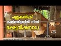 പശുക്കൾക്ക്  ഭക്ഷ്യവിഷബാധയേറ്റ സംഭവത്തിൽ ക്ഷീരവികസന വകുപ്പിനെതിരെ കർഷകർ